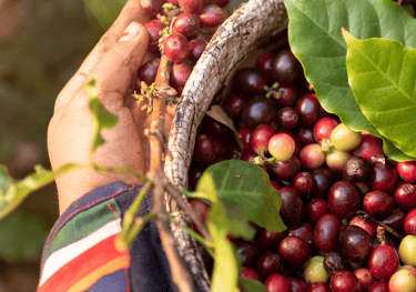 LORSUST23 Coffee Harvest 960x675
