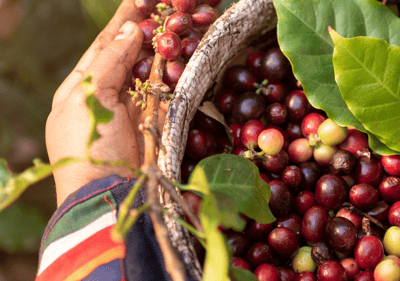 LORSUST23 Coffee Harvest 960x675