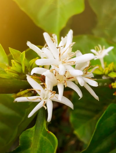 LORSUST23 Coffee Blossom 913x1200